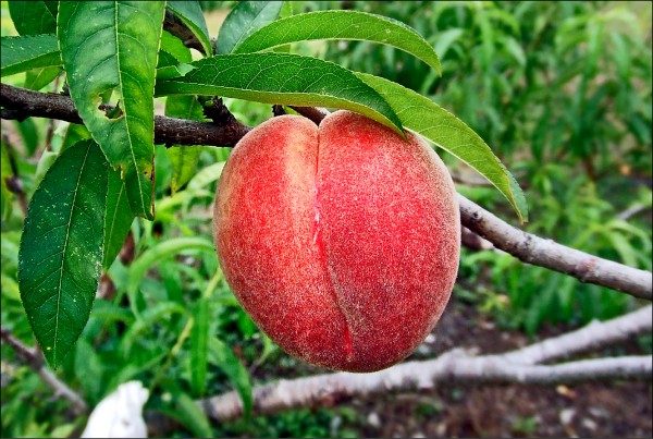 新品種 紅鈴 問世搶攻4月桃市場 地方 自由時報電子報