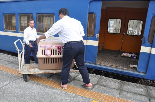 台灣動物緊急救援小組向台鐵託運一籠共2隻流浪犬，沒想到在桃園車站遭到站方歧視，差點沒搭上班機。（圖為楠梓站上車情形，台灣動物緊急救援小組提供）