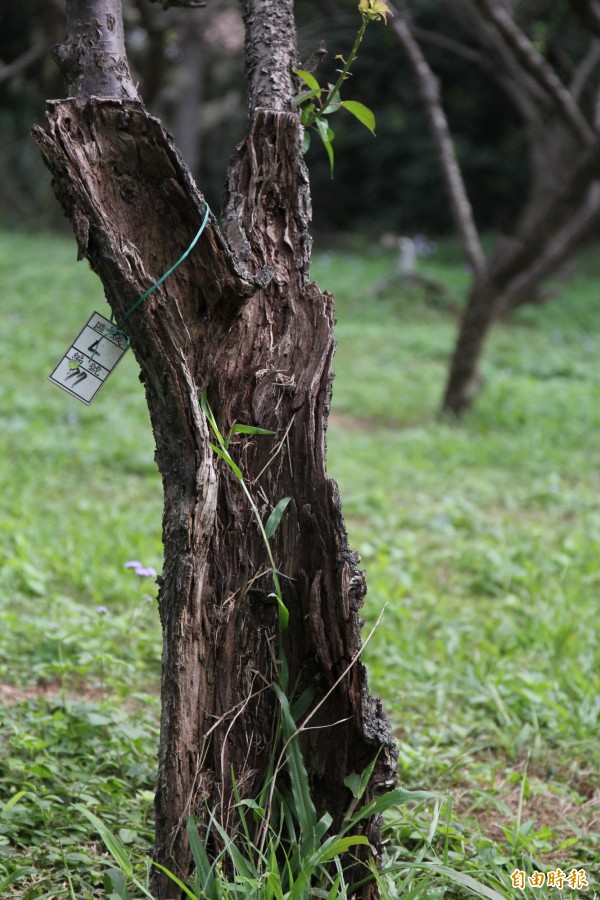 清華大學內的梅園，梅樹被白蟻蛀蝕情況嚴重。（記者洪美秀攝）