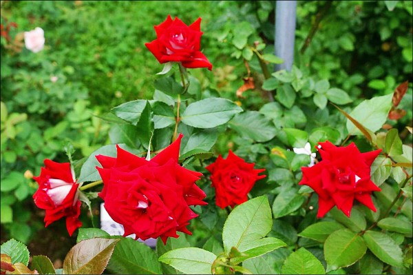 花博公園新生園區台北玫瑰園，災後重建後以嶄新風貌開放迎賓，即將舉辦的秋季玫瑰展，將與拈花惹草押花藝術協會合辦，除了美麗的新鮮玫瑰外，更有獲獎無數的32件精緻押花創作，展期自12月2日至12月25日。（圖：公園處提供，文：記者何世昌）