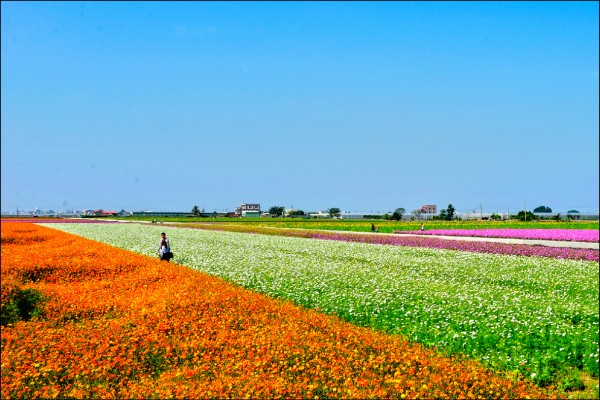 莿桐花海節已成為春節賞花著名景點，縣府今年再增闢多處花海。圖為今年的花海，美不勝收。（資料照）