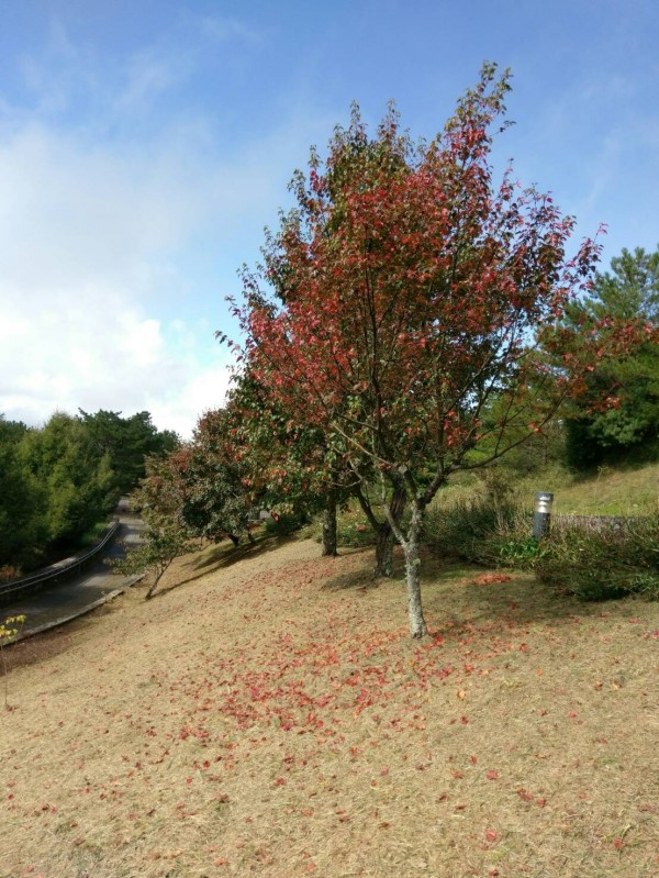 玉山國家公園塔塔加遊客中心紅榨槭開始轉紅，部分紅葉散落地面，構成美不勝收的秋日即景。（玉管處提供）