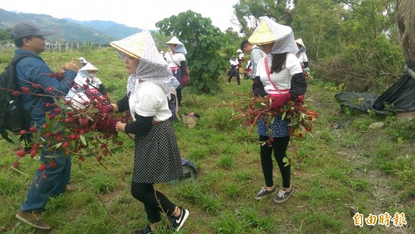 卡大地布部落「婦女幫團」活動，重現舊時農忙「以工換工」的傳統美德，明年將回歸原始栽種及採收小米。（記者陳賢義攝）