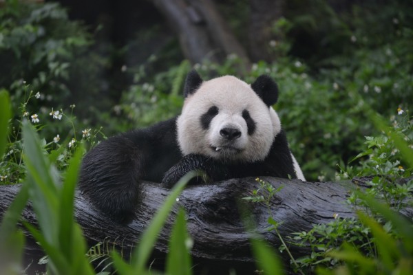 為了讓滿足民眾近身觀察期待，台北市立動物園近日在園內設置企鵝、小熊貓、黑猩猩等動物雕塑。圖為熊貓團團。（圖由台北市立動物園提供）