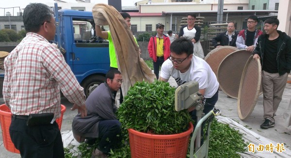 全國冬片製茶比賽在南投縣名間鄉登場，與賽人員領茶菜後展開萎凋等工作。（記者謝介裕攝）