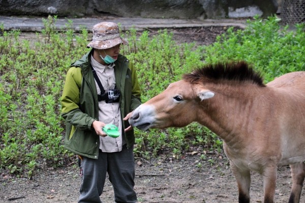 綠色毛刷是蒙古野馬與保育員間的溝通橋樑。（北市動物園提供）