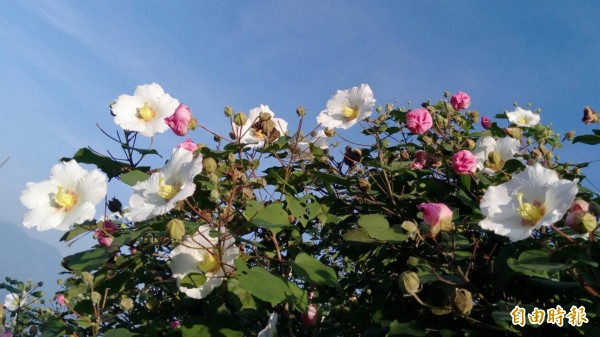 梅嶺的山芙蓉盛開，吸引民眾賞花。（記者吳俊鋒攝）