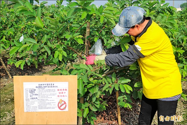 阿蓮農會生產的芭樂取得全球驗證。（記者陳文嬋攝）