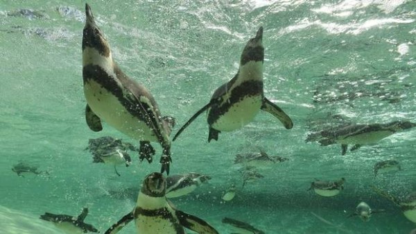 洪氏企鵝。圖為倫敦動物園，非事發動物園。（路透）