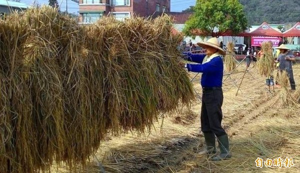 南投縣集集鎮「食農教育體驗」活動，包括焢窯、倒吊米及脫穗機操作等，增進大小朋友對農家生活的了解，寓教於樂（記者謝介裕攝）