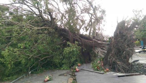 南州國小校樹「糖榕」，因為梅姬颱風侵襲遭連根拔起。（記者陳冠備翻攝）