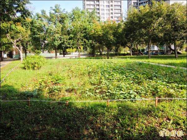 新竹縣社區規劃師協會九月在認養的竹北市公三公園一隅闢設菜園，推廣親子食農教育，以公園作為平台，邀請周邊住戶共同參與維護。（記者廖雪茹攝）