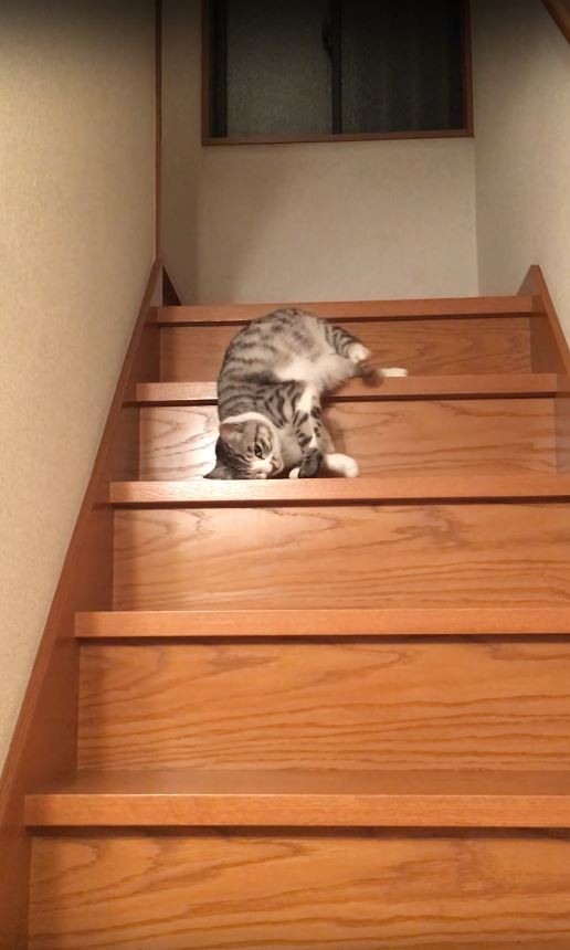喵星人用非常詭異的姿勢下樓梯。（圖擷自Youtube）