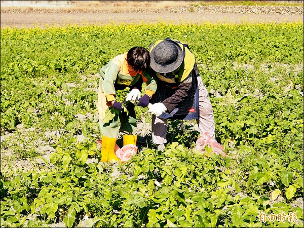 關山已進入金交種蘿蔔產季，但今年產量大減。（記者王秀亭攝）