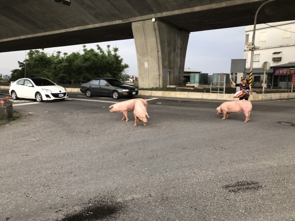 毛豬在馬路奔跑，一度造成交通大亂。（記者江志雄翻攝）