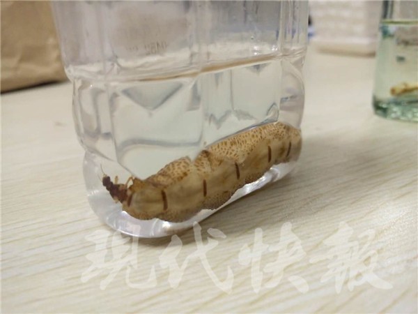 中國江蘇發現一隻高齡25歲的白蟻后。（圖擷取自現代快報）