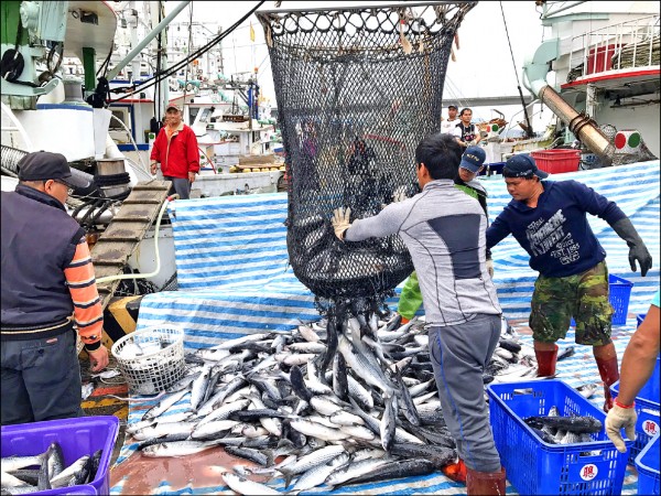 南方澳扒網漁船捕獲大批烏魚，昨返港卸魚，漁民笑稱，提前領到年終獎金。（記者江志雄翻攝）