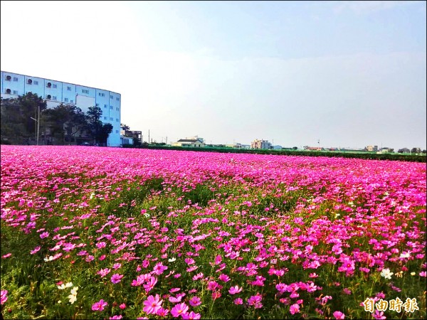 莿桐花海提早播種發芽率高，加上暖冬，大片波斯菊盛開。（記者黃淑莉攝）