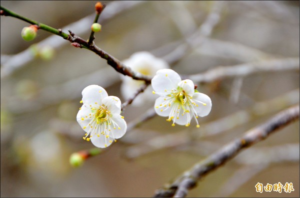 受暖冬影響，仁愛鄉互新賞梅區的梅花開了近一成。（記者陳鳳麗攝）