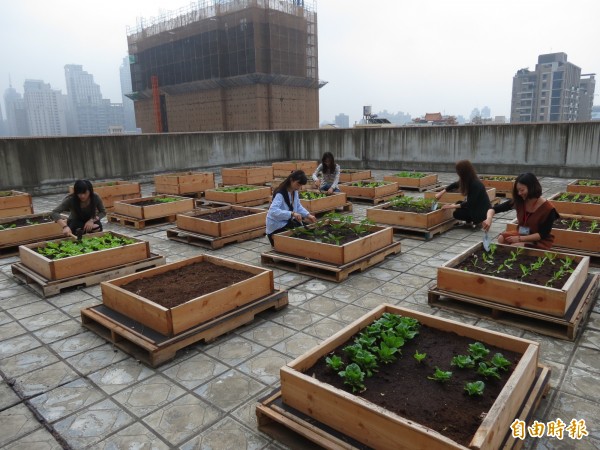 西屯公所利用5樓大陽台，種植蔬菜送給弱勢老人。（記者蘇金鳳攝）