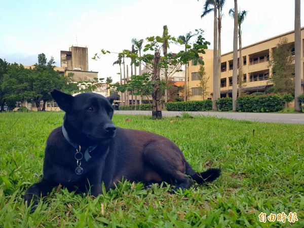 東光國中獲校犬楷模學校，校犬小黑只有三隻腳，但陪伴孩子走過低潮一起成長。（記者簡惠茹攝）