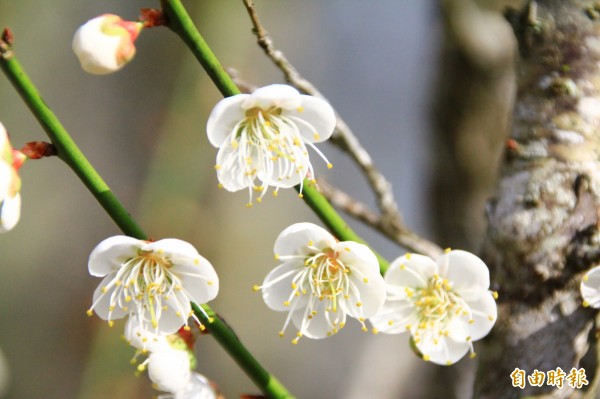 中央氣象局指出，今天（29日）隨著冷氣團減弱，氣溫稍回升1、2度。（資料照，記者佟振國攝）