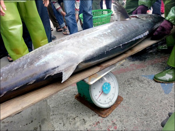 馬公鎖港定置網，捕獲今年最大的逾四十公斤土魠魚王。（記者劉禹慶翻攝）