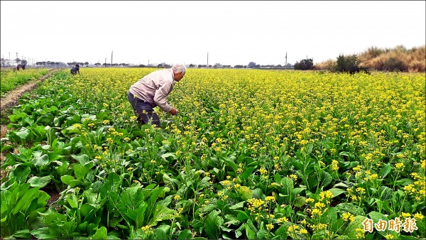 白河、後壁地區油菜花盛開，賞花之餘，多數農田還可採油菜順便加菜，成為元旦假期受歡迎景點。（記者王涵平攝）