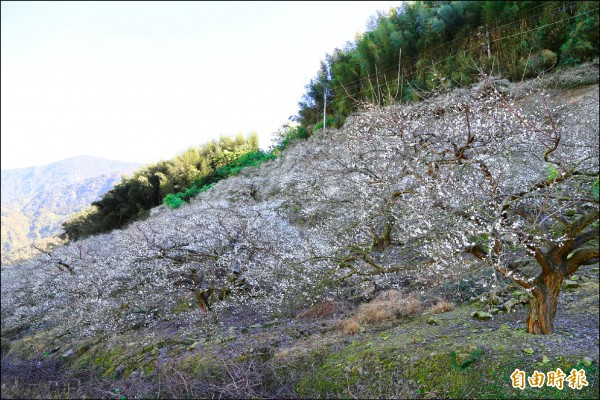 信義鄉梅區平均花況約三成，海拔較高的外坪頂則有四、五成，成為元旦連假花況最佳的地方。（記者劉濱銓攝）