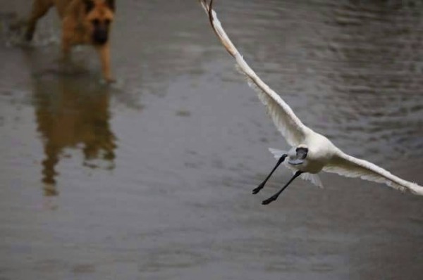 野犬跑下湖中，追逐驚嚇黑面琵鷺。（記者劉禹慶翻攝）