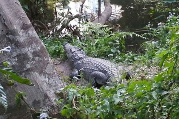 泰國國家公園的鱷魚受到驚嚇後咬傷遊客。（圖擷取自《鏡報》）