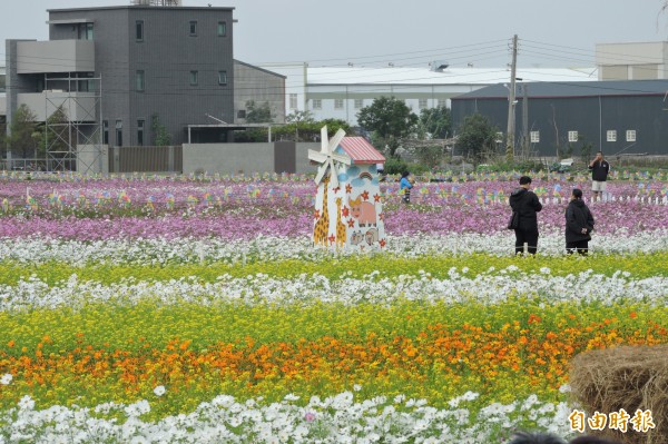 「花現龍井」主場共規劃二十公頃的油菜花、百日草、波斯菊花田。（記者何宗翰攝）