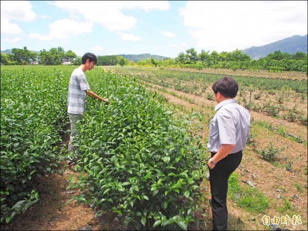 鹿野地區復耕茶樹有補助，最高十點五萬元。
（記者王秀亭攝）