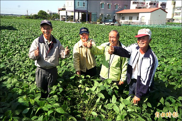 安定區一群老農民加入栽種國產雜糧行列，堅持天然栽種、不用落葉劑，維持作物好品質。（記者林孟婷攝）