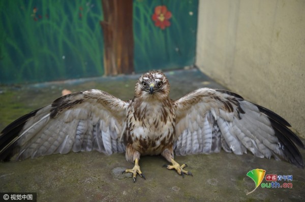 中國二級保護動物大鵟因近期連日霧霾嚴重，看不清楚獵物無法正常覓食，日前餓暈跌落到田間。（圖取自《搜狐新聞》）