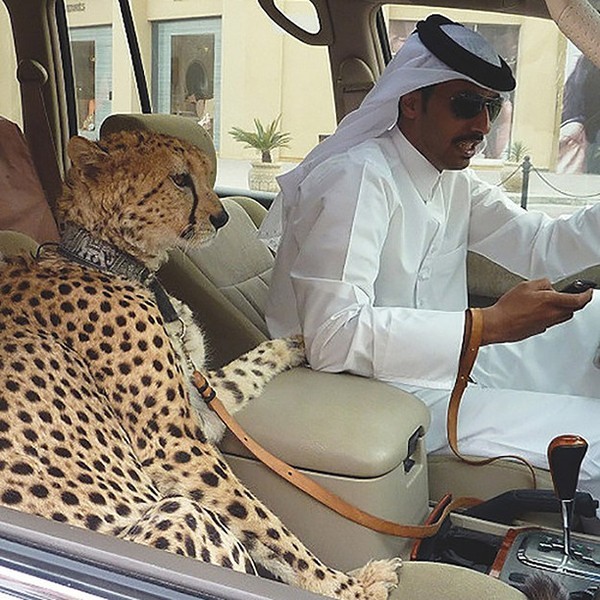 阿聯不少富豪以豢養虎豹等作為身分象徵，把其當作寵物般帶上街。（圖取自《澎湃新聞》）