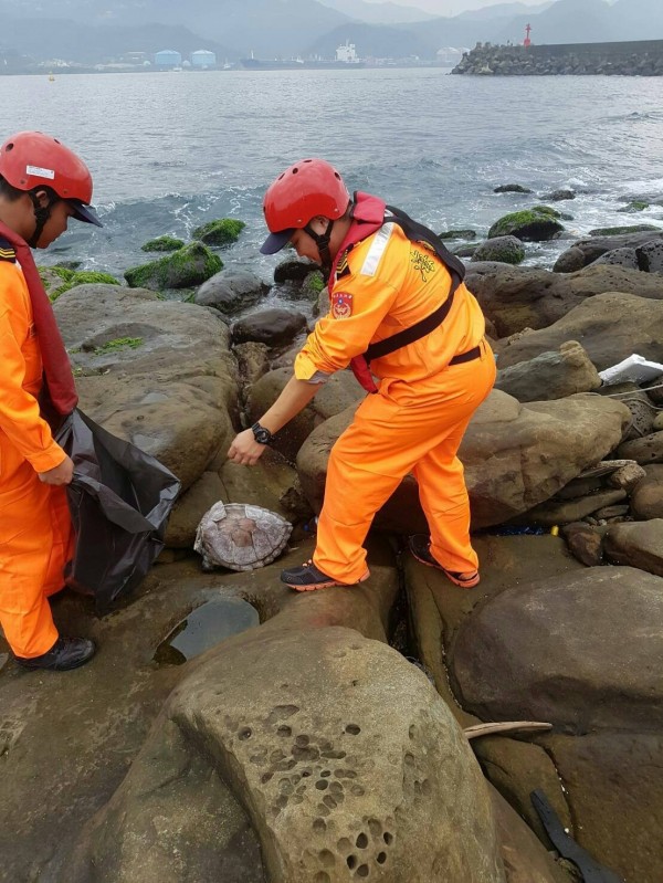 深澳象鼻岩發現死亡綠蠵龜，今年首例。（深澳安檢所提供）