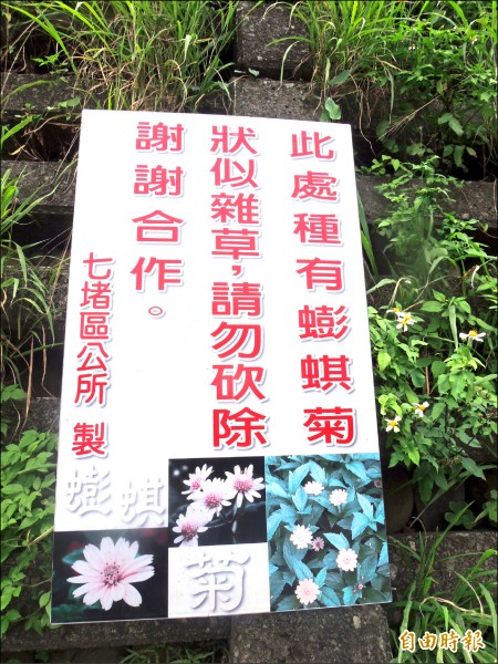 七堵區公所設立「蟛蜞菊」勿砍除警語。
（記者林欣漢攝）