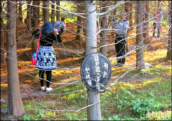 桃園八德的落羽松吸引人潮，部分遊客無視公告硬闖苗圃。（記者鄭淑婷攝）