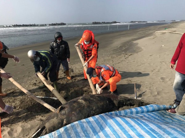 1隻瓶鼻海豚疑遭鯊魚攻擊，今日被發現擱淺七股沙灘死亡，海巡署第51岸巡大隊通報成大帶回進行學術研究。（記者王涵平翻攝）