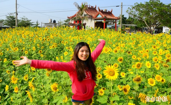 中生里花海節的向日葵熱情綻放，正妹開心合影。（記者吳俊鋒攝）