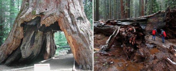 千年巨樹倒塌前（左）是當地知名景點。（合成照，左圖擷取自gizmodo，右圖擷取自臉書）