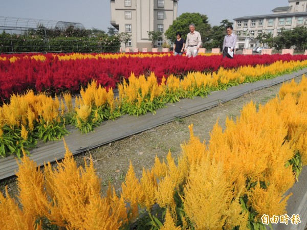 迎接金雞年，高雄區農業改良場花卉園區開滿繽紛亮麗的應景雞冠花。（記者李立法攝）