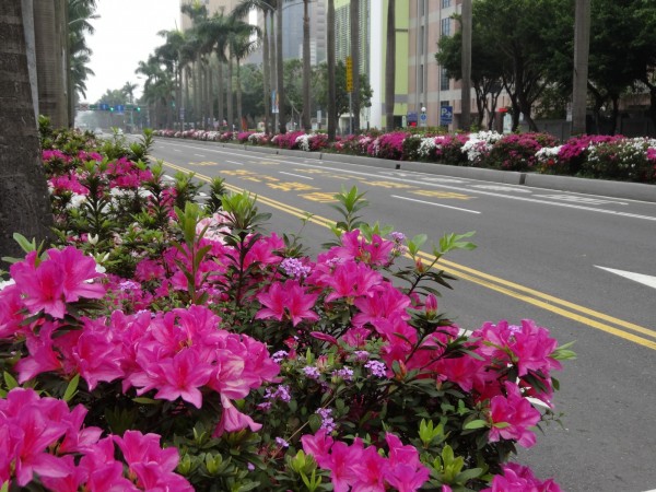 每年三到五月，仁愛路兩側的杜鵑花團錦簇，妝點分隔島。（北市公園處提供）