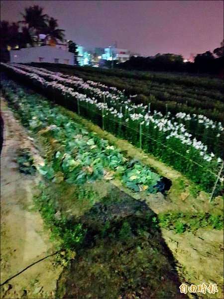 嘉市港坪花卉區花田因LED路燈太亮影響生長周期。（記者丁偉杰攝）