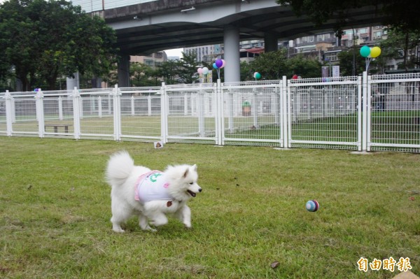 台北市第二座狗運動公園3月將於內湖復育園區完工。示意圖。（記者黃建豪攝）