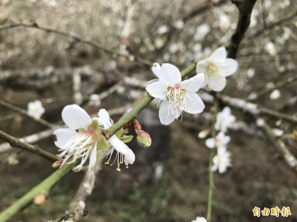 高海拔地帶的梅花，已開了5成。（記者吳俊鋒攝）