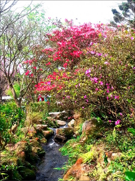 陽明山花季的杜鵑也會綻放，美不勝收。（北市公園處提供） 