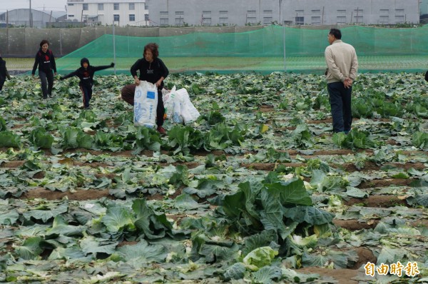 農民開放高麗菜田，以低價售出，讓民眾自行採收。（記者林孟婷攝）
