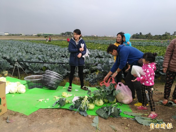 白菜 高麗菜1顆10元嘉市開放菜園採摘 生活 自由時報電子報